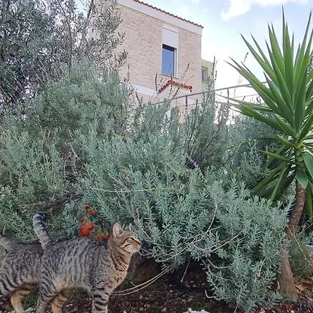 度假居 πέτρα, ελιά και λεβάντα *