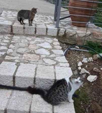 πέτρα, ελιά και λεβάντα Tolón