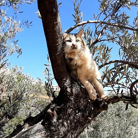 Ferienhaus πέτρα, ελιά και λεβάντα Tolón