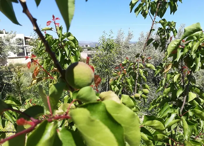 πέτρα, ελιά και λεβάντα Hébergement de vacances *
