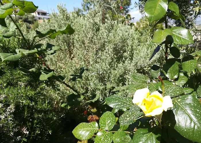 Hébergement de vacances πέτρα, ελιά και λεβάντα *