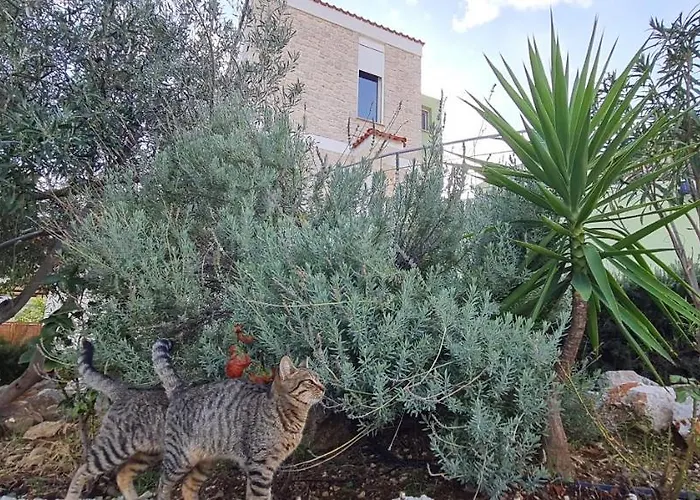 Hébergement de vacances πέτρα, ελιά και λεβάντα *