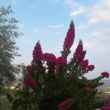 πέτρα, ελιά και λεβάντα