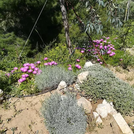 πέτρα, ελιά και λεβάντα Tolo