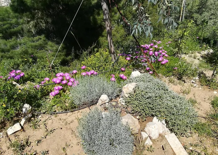 πέτρα, ελιά και λεβάντα טולון