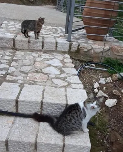 πέτρα, ελιά και λεβάντα Tolón