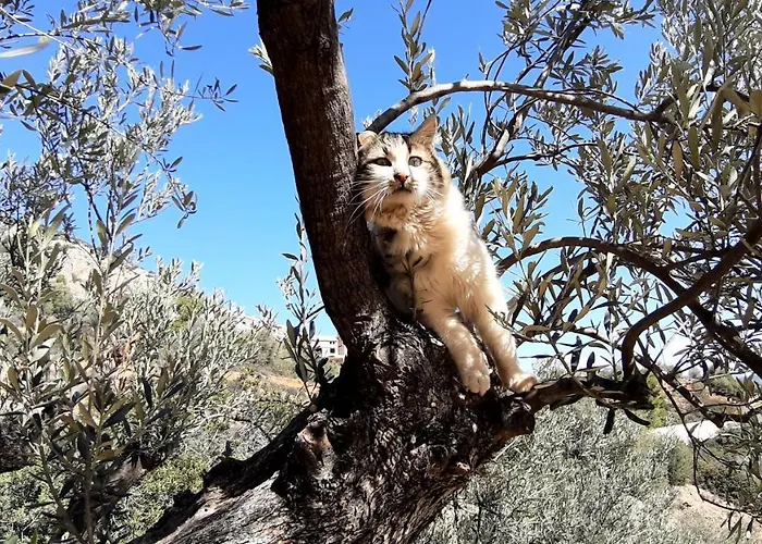 בית נופש πέτρα, ελιά και λεβάντα טולון